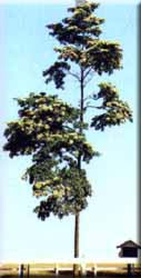 Figura da árvore Calcyphyllum spruceanum Benth, cuja casca foi usada no estudo da tese de doutorado.