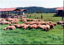 Rebanho de ovinos da Fazenda Experimental Lageado
