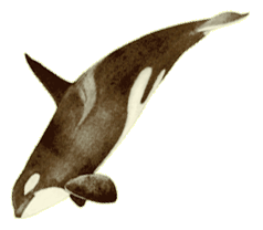 Baleia orca - cetáceo