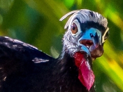 A jacutinga é a maior ave que dispersa sementes da Mata Atlântica. Foto: Pedro Jordano